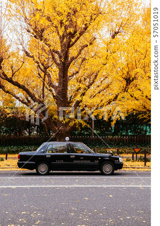 Tokyo Taxi on yellow ginkgo tree street Jingu 57051019