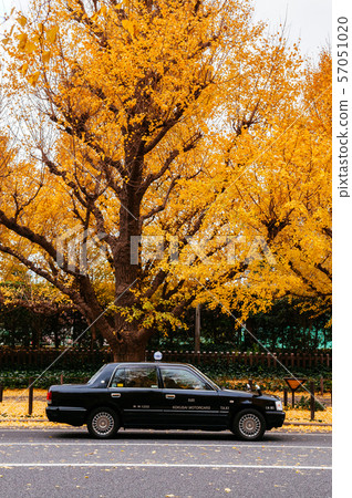 Tokyo Taxi on yellow ginkgo tree street Jingu Tokyo Taxi on yellow ginkgo tree street Jingu 57051020