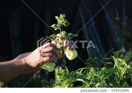 Flower okra harvest 57051094