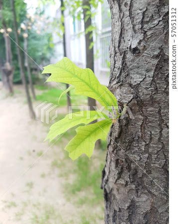 tree 57051312