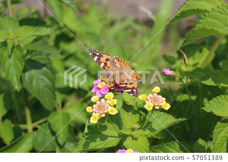 Painted lady sucking nectar on lantana flower 57051389