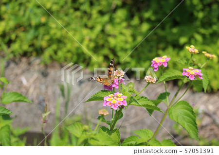 Painted lady sucking nectar on lantana flower 57051391