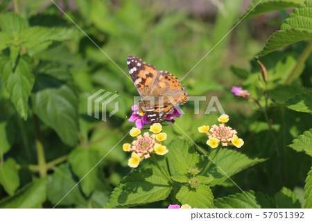 Painted lady sucking nectar on lantana flower 57051392