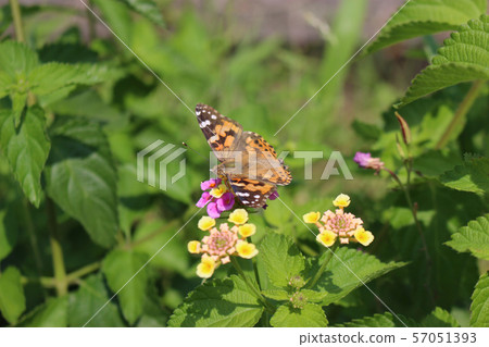 Painted lady sucking nectar on lantana flower 57051393