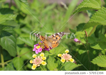 Painted lady sucking nectar on lantana flower 57051394