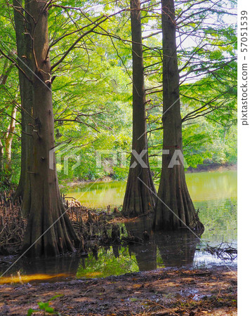 Kyudai no Mori(Lakushou) Kyudai no Mori(Lakushou) 57051539