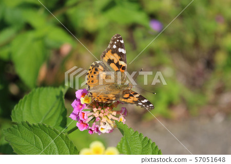 Painted lady sucking nectar on lantana flower 57051648