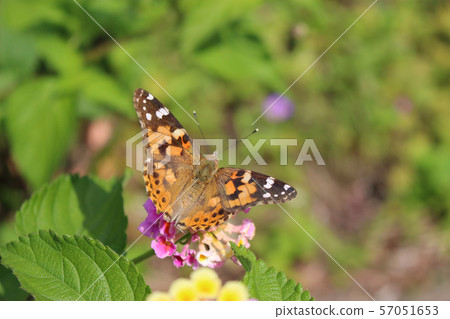 Painted lady sucking nectar on lantana flower 57051653