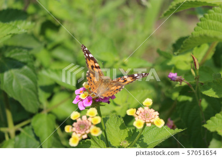 Painted lady sucking nectar on lantana flower 57051654