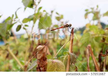 Akaekane（蜻蜓）在大豆領域 57051667