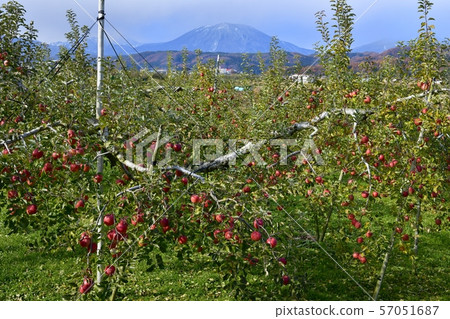 Harvesting apple field and Hokushin Gotake 57051687
