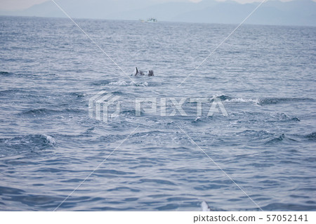 Dolphin Dolphin 57052141