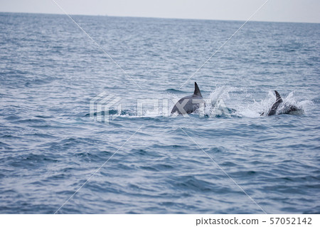Dolphin Dolphin 57052142