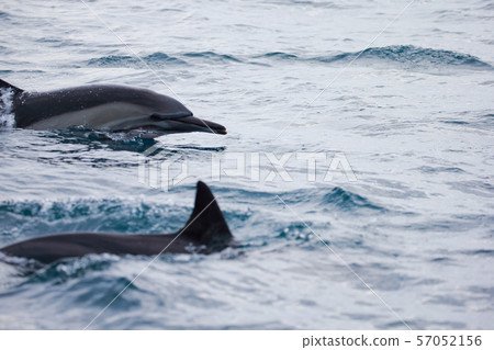 Dolphin 57052156