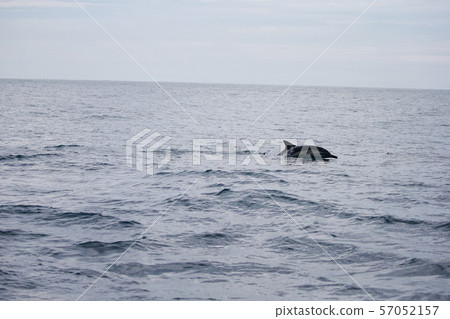 海豚 海豚 57052157