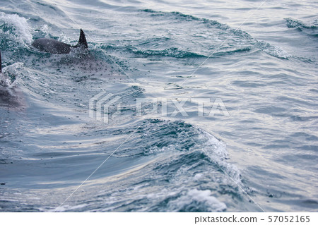 海豚 海豚 57052165