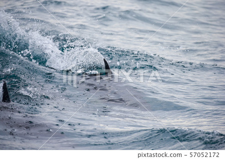 海豚 57052172