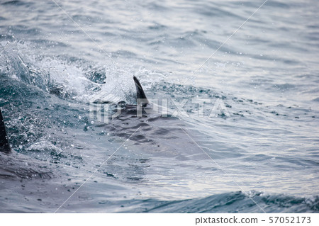 海豚 海豚 57052173