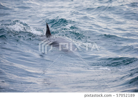 海豚 海豚 57052189