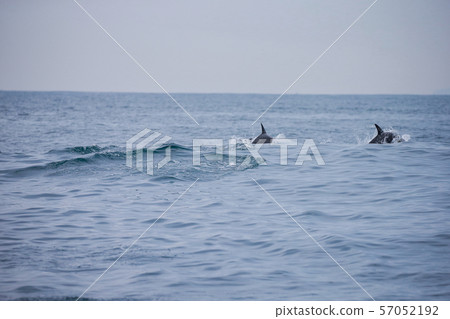 海豚 海豚 57052192