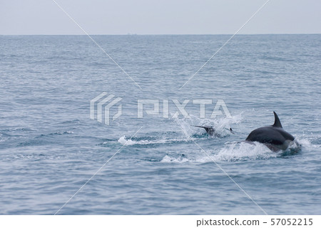 海豚 海豚 57052215