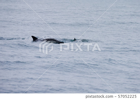 海豚 海豚 57052225