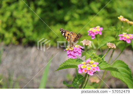 Painted lady sucking nectar on lantana flower 57052479