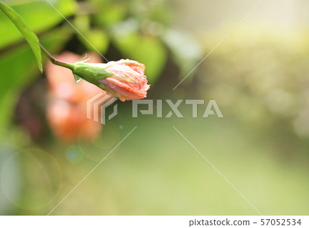 Summer background. Beautiful flowers in sun flare. Beautiful flowers background. 57052534