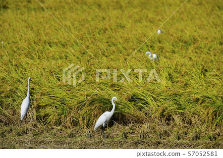 Harvested rice field and birch 57052581