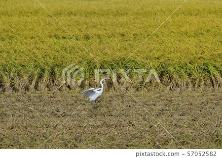 Harvested rice field and birch 57052582
