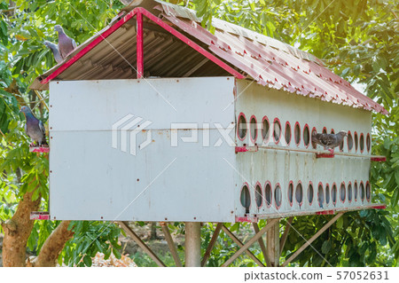 A condominium for the pigeons that Vietnamese people raise for food. 57052631