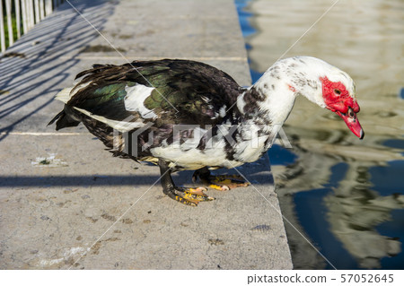 Wild bird in the park 57052645