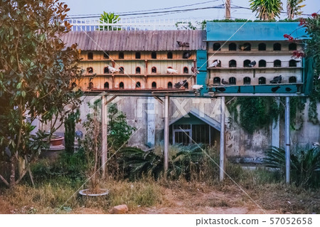 A condominium for the pigeons that Vietnamese people raise for food. A condominium for the pigeons that Vietnamese people raise for food. 57052658