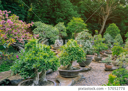 Variety of Bonsai trees were planted in pots and was many sorted for decoration in public garden. 57052778