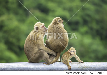 Father, mother and baby monkey sitting on a fence blocking the road Background green leaves. 57052803