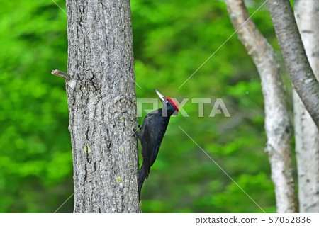 Kumagera @Hokkaido尋找食物 57052836