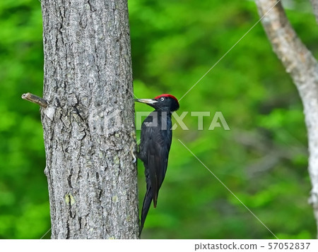 Kumagera @Hokkaido尋找食物 57052837