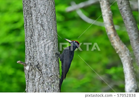 Kumagera @Hokkaido尋找食物 57052838