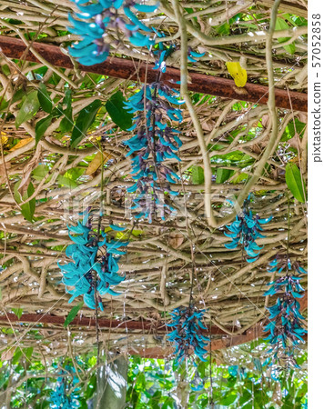 Beautiful blue purple of Tiger claw flowers in Dalat, Vietnam 57052858