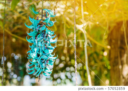 Beautiful blue purple of Tiger claw flowers in Dalat, Vietnam 57052859