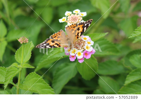 Painted lady sucking nectar on lantana flower Painted lady sucking nectar on lantana flower 57052889