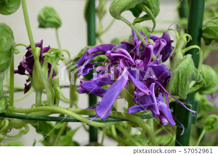 改變牽牛花63 57052961