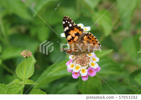 吮花蜜的被繪的夫人在馬櫻丹屬花 57053282