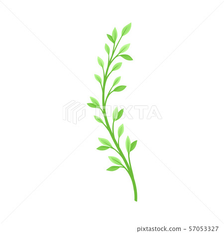Thin stem with leaves. Vector illustration on a white background. 57053327