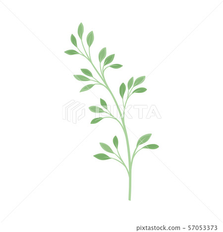 Branch with rare leaves. Vector illustration on a white background. 57053373