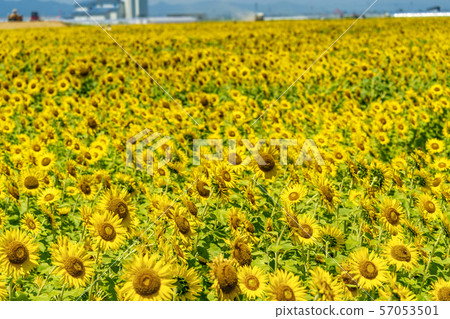 Full bloom of sunflowers Yamamoto sunflower festival Miyagi Yamamoto 57053501