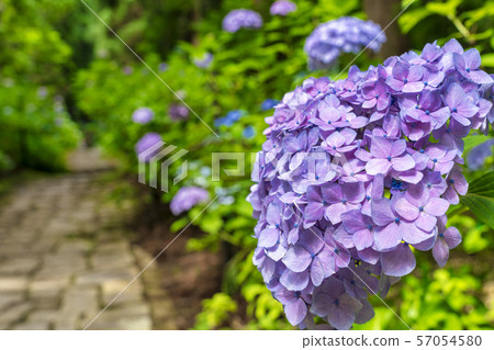 Izushi Fushudo's Ajisai Approach Yamagata, Yamagata Prefecture Izushi Fushudo's Ajisai Approach Yamagata, Yamagata Prefecture 57054580