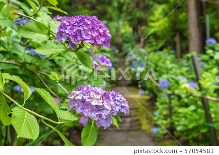 Izushi Fushudo's Ajisai Approach Yamagata, Yamagata Prefecture Izushi Fushudo's Ajisai Approach Yamagata, Yamagata Prefecture 57054581