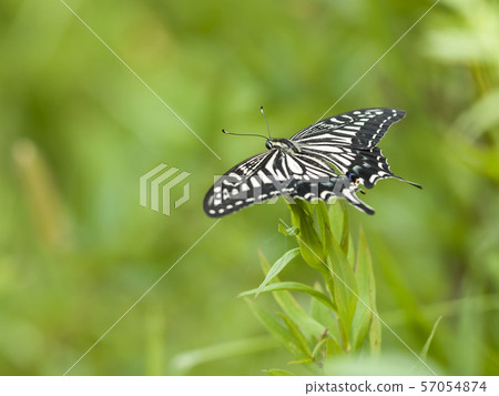 Swallowtail Swallowtail 57054874