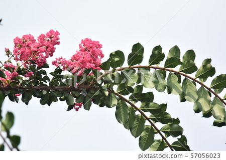 縐紗花 縐紗花 57056023